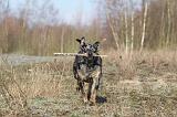 CATAHOULA 046